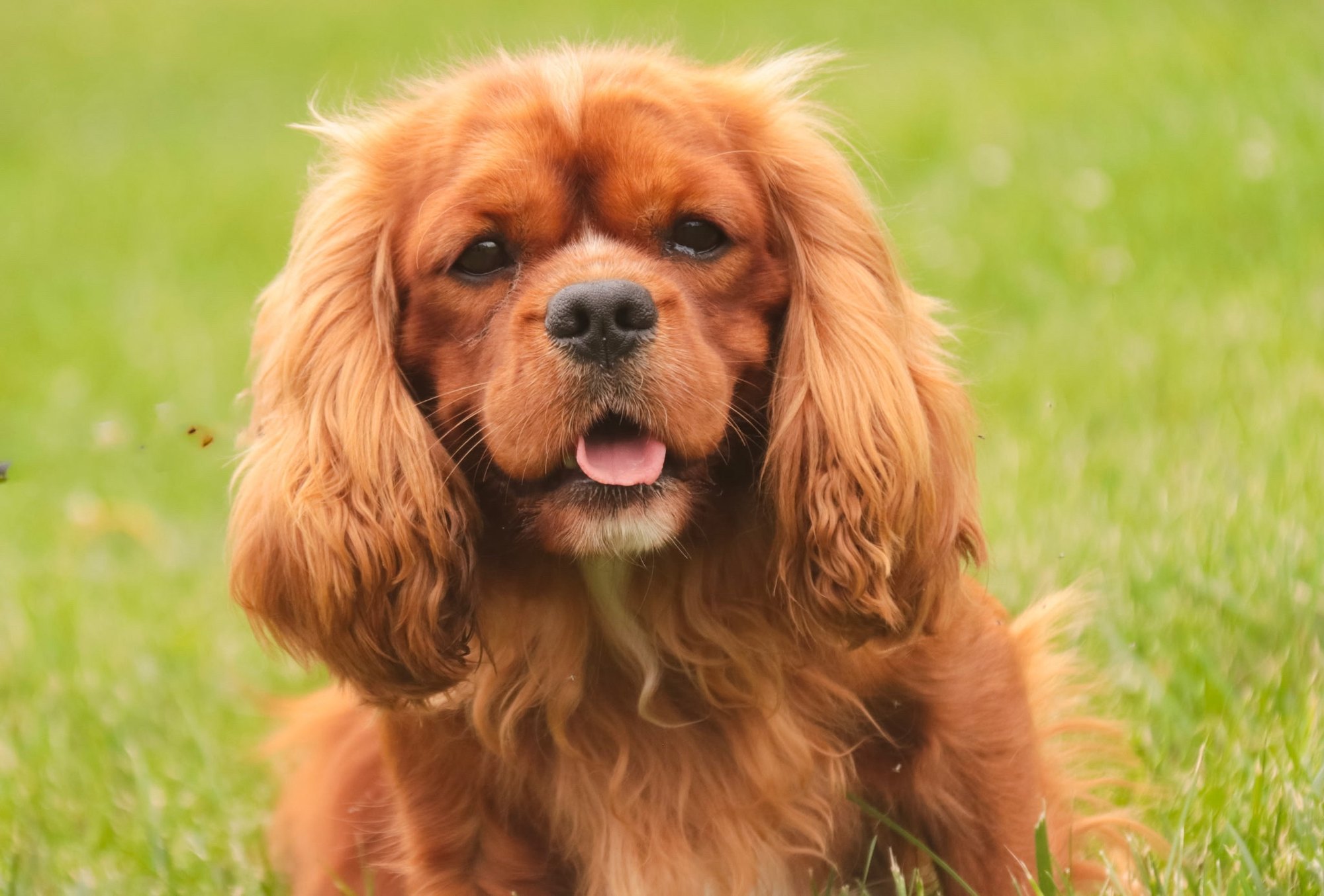 Bip Finch, our Cavalier King Charles Spaniel, AKC