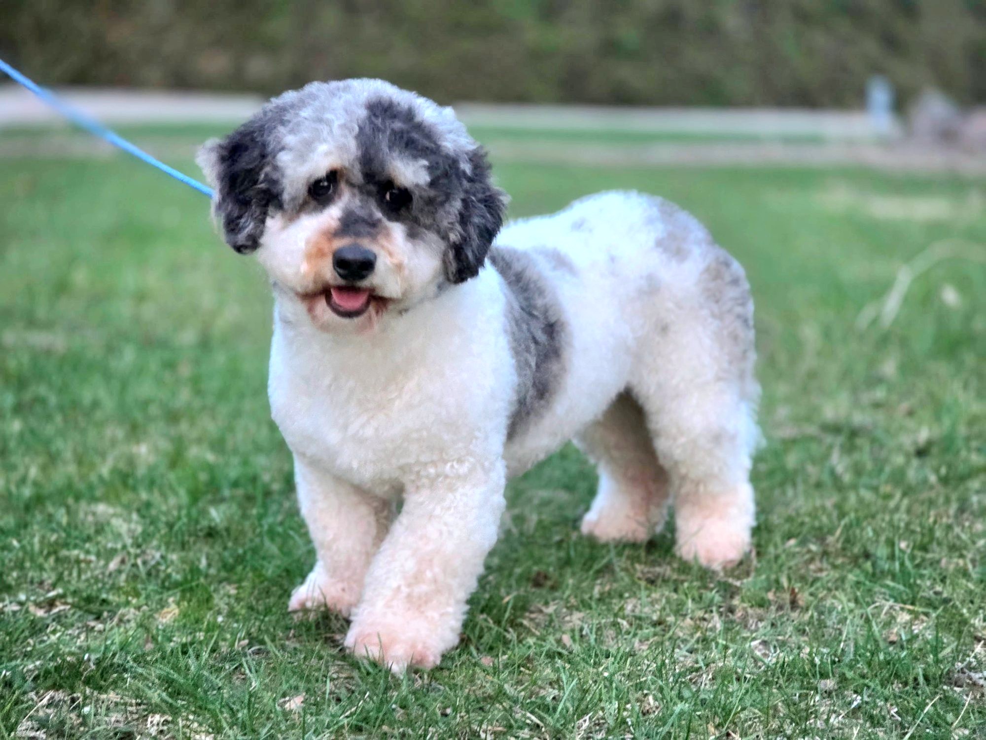 Troy, our Mini Multi Gen Bernedoodle