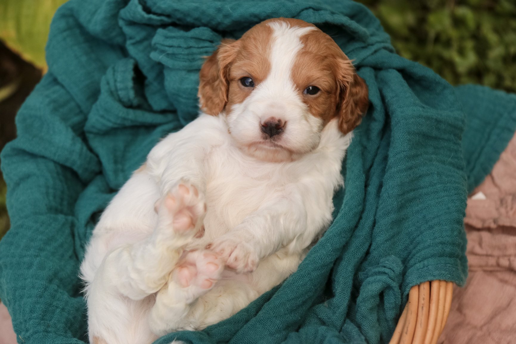 Caleb, a red and white parti Munchkin Bernedoodle puppy