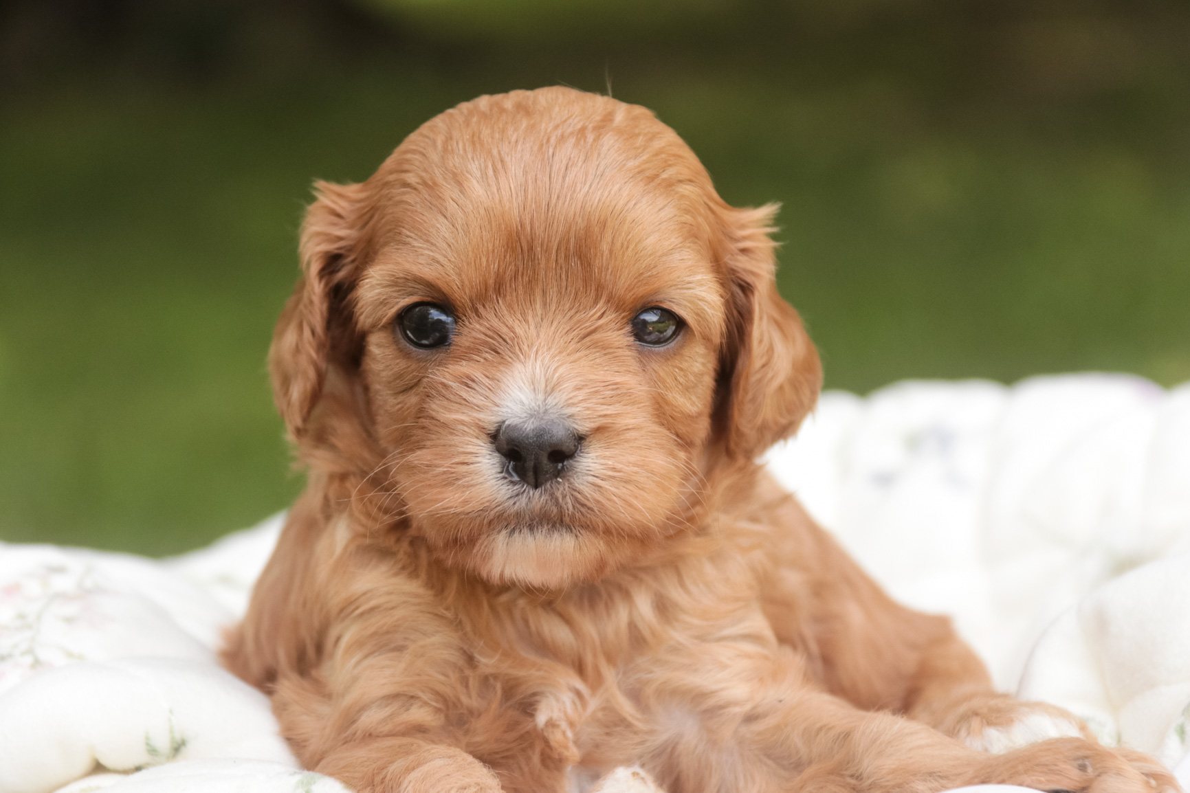 Eden, a red with white Munchkin Bernedoodle puppy