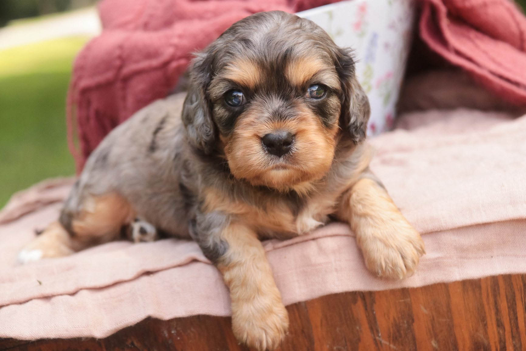 Havilah, a blue merle phantom Munchkin Bernedoodle puppy