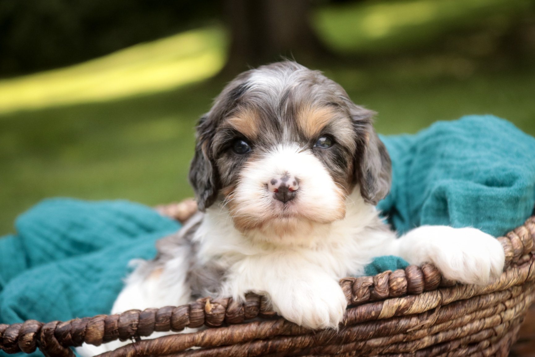 Jericho, a blue merle parti Munchkin Bernedoodle puppy
