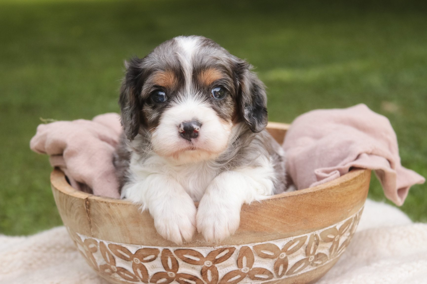 Jordan, a blue merle parti Munchkin Bernedoodle puppy