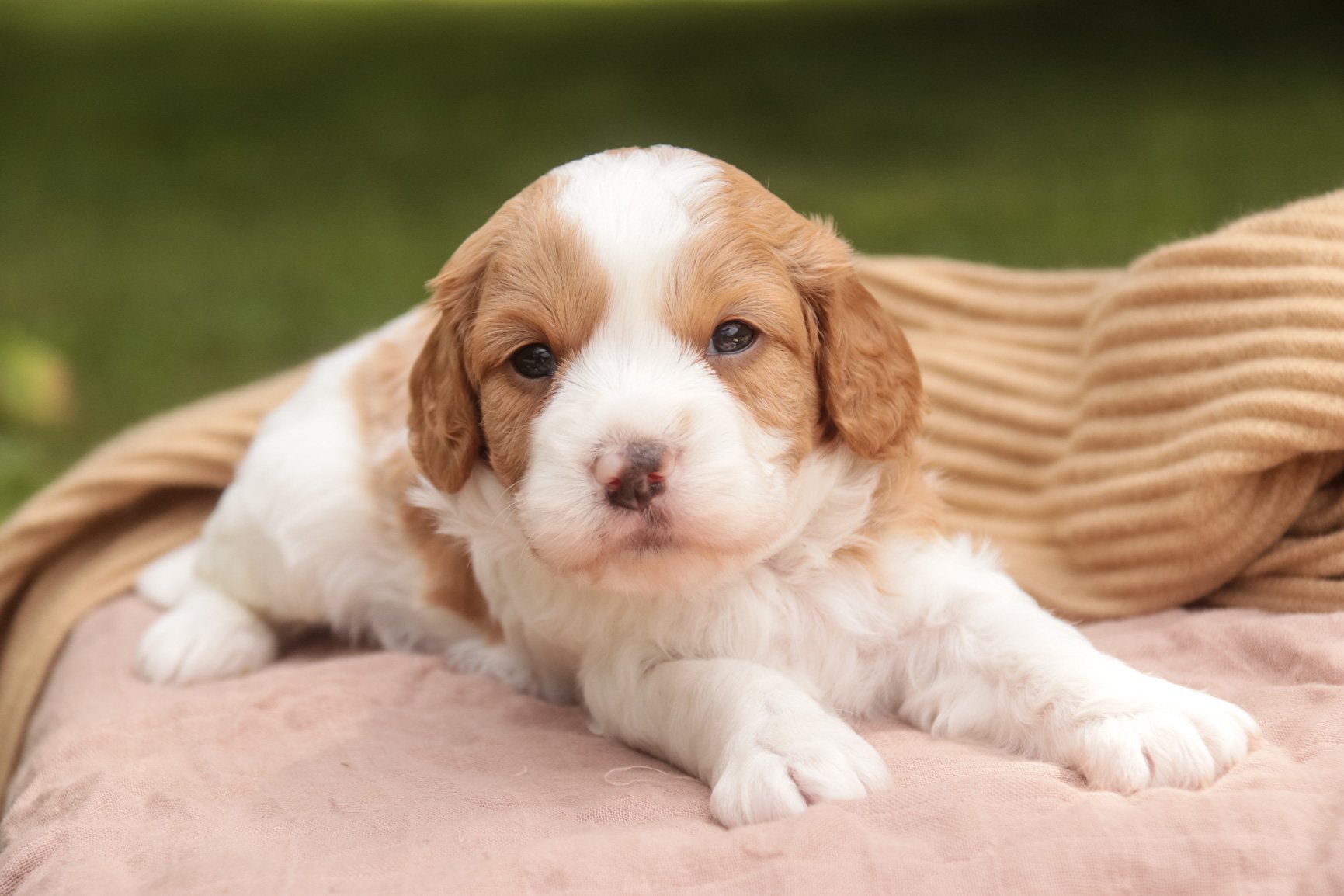 A Munchkin Bernedoodle puppy in the grass